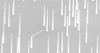 An SEM photo of nanowires grown from gold nanoparticles