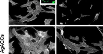Images showing the actions of silver against ethanol in living cells