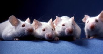 Researchers develop simple protein injection that can treat type 2 diabetes symptoms in mice