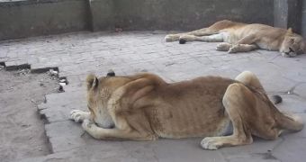 Online petition aims to help starving animals living at a zoo in Buenos Aires