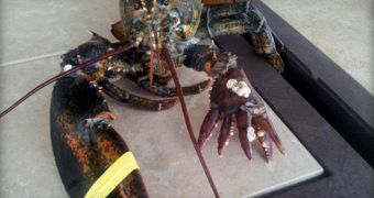 The six-clawed lobster will be on display at the Maine State Aquarium