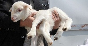 Kid born at farm in China has six legs
