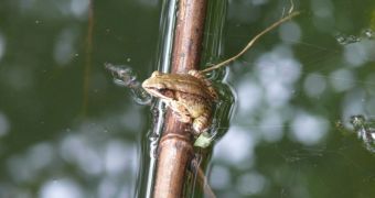 Male Emei music frogs attract female by singing from inside their burrows