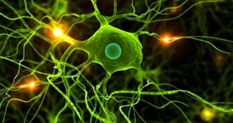 Skin Cells Turned Neurons Become Part and Parcel of Living Brain