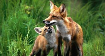 Skinned animals now argued to be baby foxes