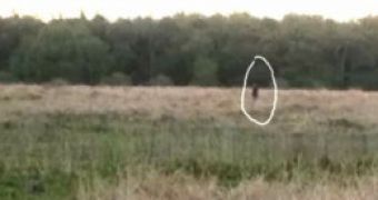Skunk Ape, Bigfoot's Cousin Spotted in Florida – Video