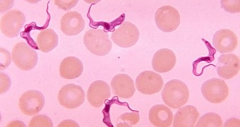 The sleeping sickness is caused by a parasite