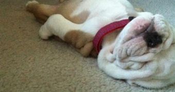 Sleepy bulldog puppy made a splash on Reddit