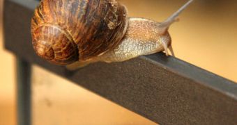 Snails don't need to secrete mucus-like slime while moving forwards horizontally