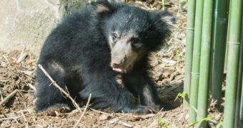 Sloth bear cub born in December 2012 makes its first public appearance