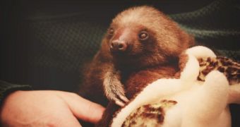 Months-old sloth is thriving at Rosamond Gifford Zoo in New York