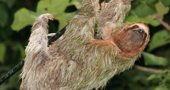 Brown-throated three-toed sloth (Bradypus variegatus)