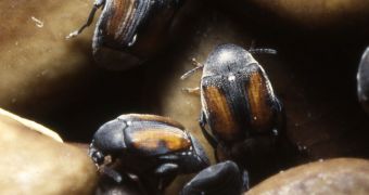 Seed beetles