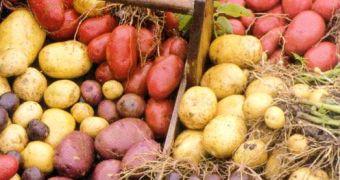 Smartphone app helps farmers grow bigger, better potatoes