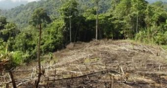 Smartphones could be used by indigenous people to monitor their forests