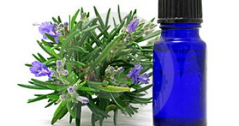Smell of Rosemary Now Said to Boost Memory