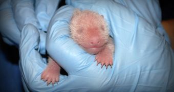 Smithsonian's National Zoo welcomes baby panda