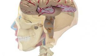 Smokers Risk Having a Thinner Brain