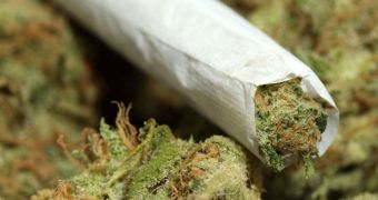 Smoking Marijuana Argued to Lower Inflammation in the Body