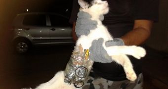 Guards apprehend a smuggler cat in a Brazilian jail