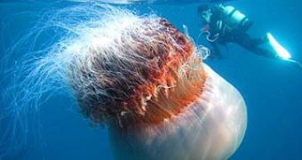 giant jellyfish (Neopilema nomurai)