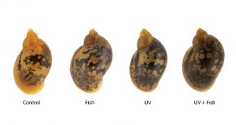 Freshwater snails in Europe "grow" spots to protect themselves against predators, UV light