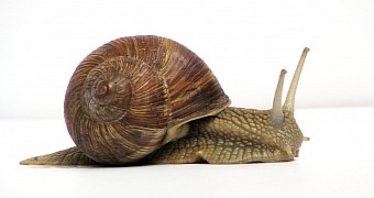 Snail Shells Might Hold Secret for Longer-Lived Batteries