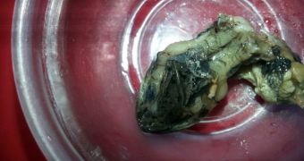 A lump of green beans turned into a snake's head under hot water