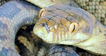 Scrub python (Morelia tracyae)