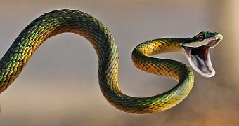 Ancestral snakes had hind limbs, study finds