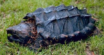 Snapping turtle are moving to urban areas to avoid environmental pollution, researchers say
