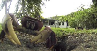 The annoyed crab steals the camera and tries to drag it into his hole