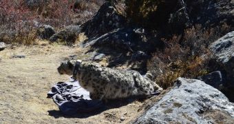 Snow leopard is fitted with GPS collar