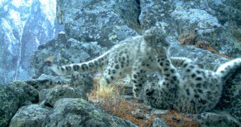 Camera traps snap pictures of snow leopard cubs in eastern Russia