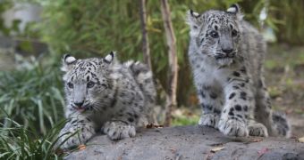 Baby snow leopards at Central Park Zoo step out of their den, greet fans