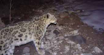 Camera traps snap pictures of snow leopards, other mammals in Uzbekistan's Gissar Nature Reserve