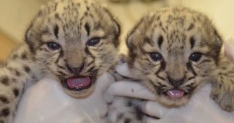 US' Akron Zoo now home to two adorable snow leopard cubs