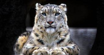 Snow leopards caught on camera in wildlife park in India