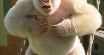 The only albino gorilla to have ever been documented by science was the result of inbreeding