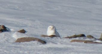 Snowy Owl native to the Arctic regions is spotted in Scotland