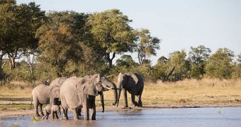 Solar power allows researcchers to monitor elephants in remote parts of Africa