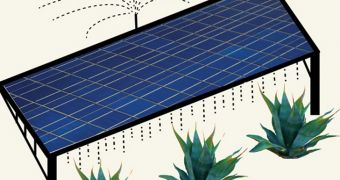 Researchers imagine growing crops for biofuel under solar panels