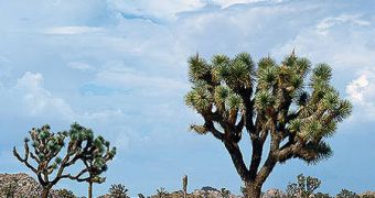 The Mojave desert is one of the harshest places in the world and home to but a small variety of plants and animals