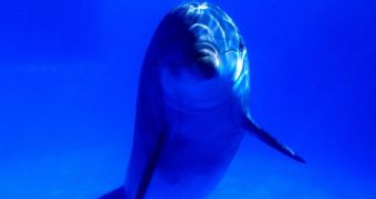 Sea Shepherd says dozens of bottlenose dolphins face slaughter in Japan