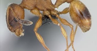 Ants of this species would rather die alone than infect the colony