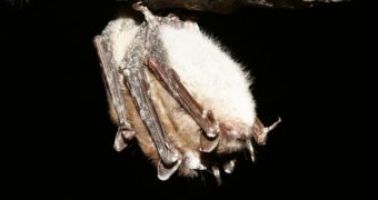 Hibernating little brown bats with white-nose syndrome, here in a N.Y. state mine