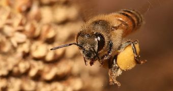 Each honeybee may have its own personality, a new study suggests
