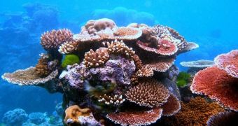 Scientists find that some coral species can adjust to rising ocean temperatures