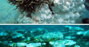 (Top) Unexpected survival of fast-growing Malaysian coral in a 2010 bleaching event that killed a larger, slow-growing coral beside it. (Bottom) The reverse happened in Indonesian corals during the same event