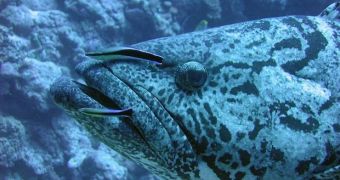 A cleaner fish eating parasites off a Potato Cod